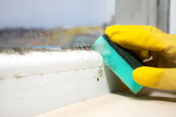 Best Certified Mold Removal  in Itasca, IL
