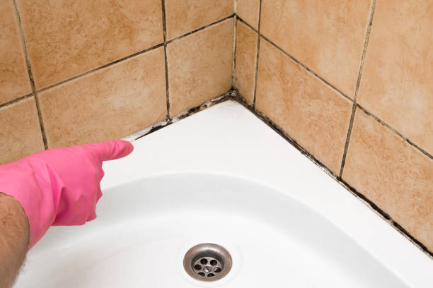 Best Black Mold Removal  in Itasca, IL